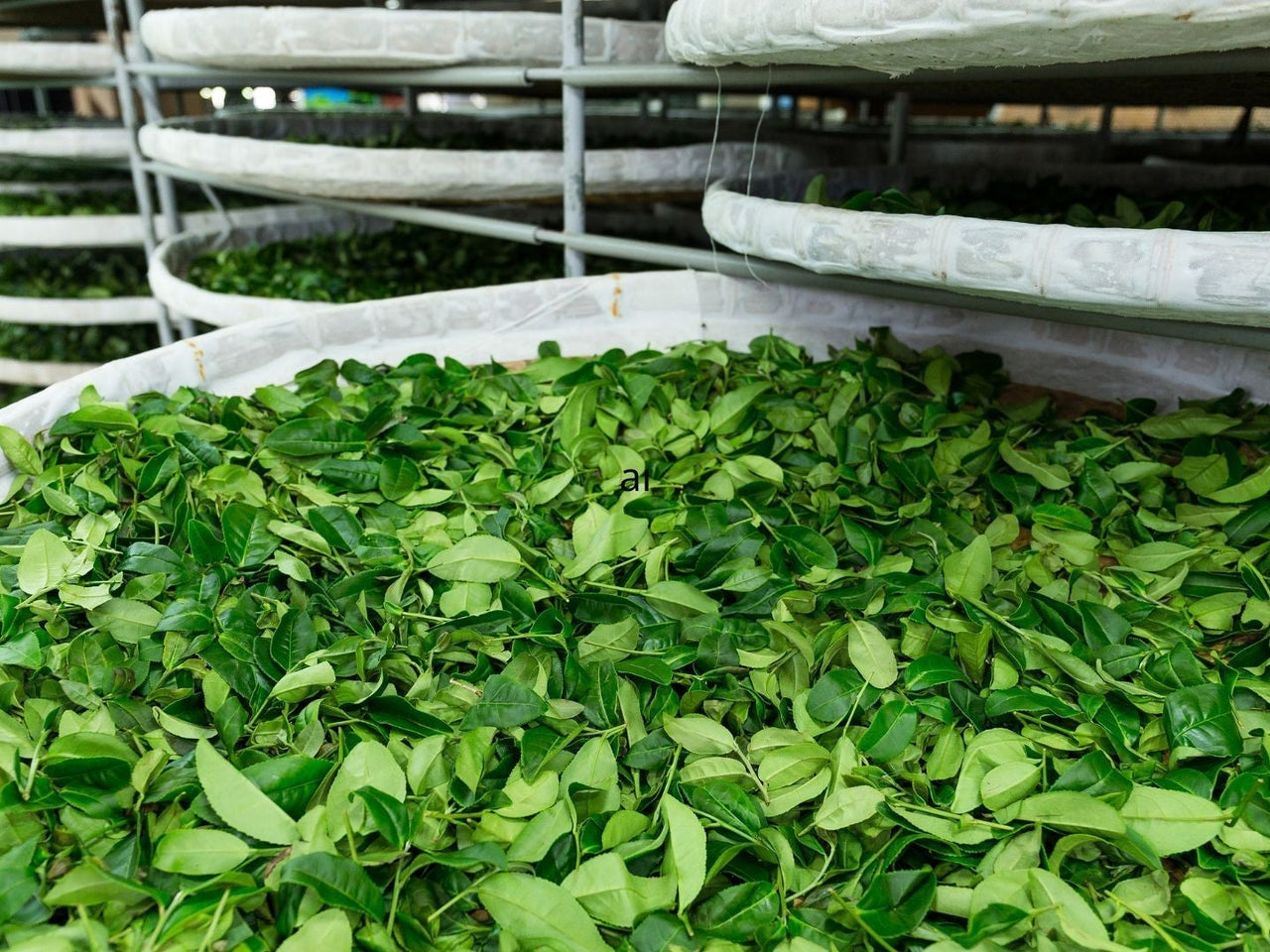 Kunming Tea Factory – History, Shu Pu-Erh & CNNP Logo – Arteamony