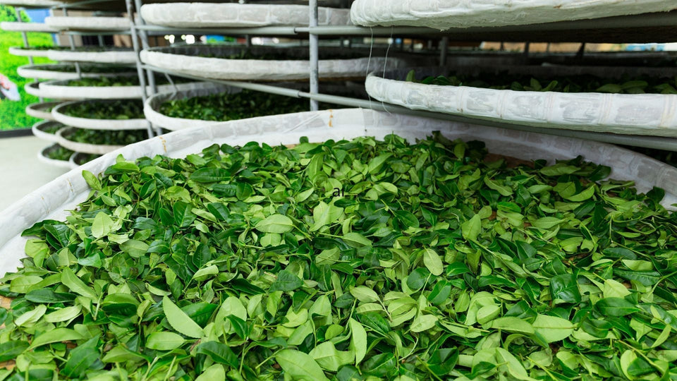 Kunming Tea Factory: The History of Tea Factory Number 1 and the Birth of Shu Pu-Erh