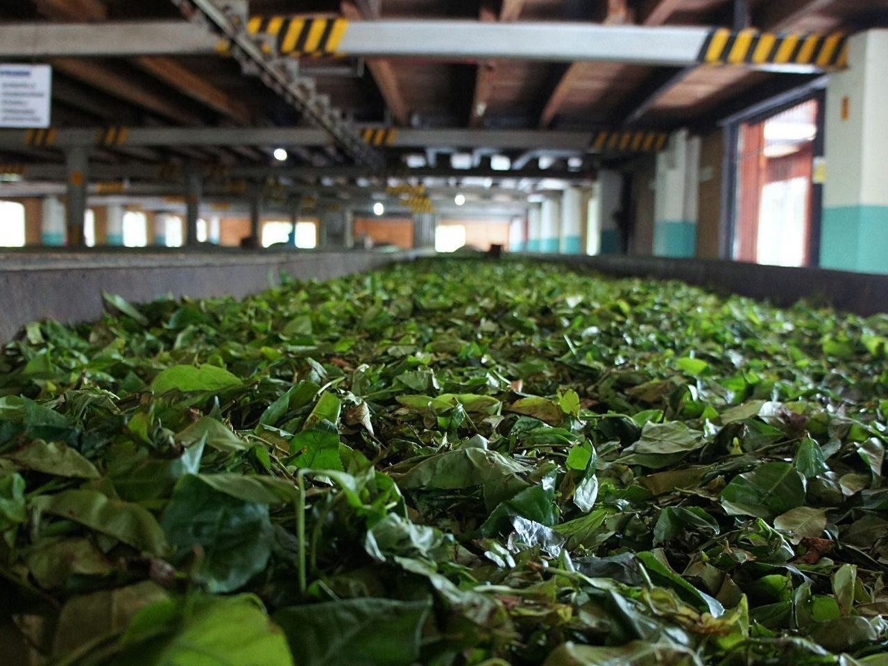 Haiwan Tea Factory – History, Lao Tong Zhi Brand & Top Recipes – Arteamony