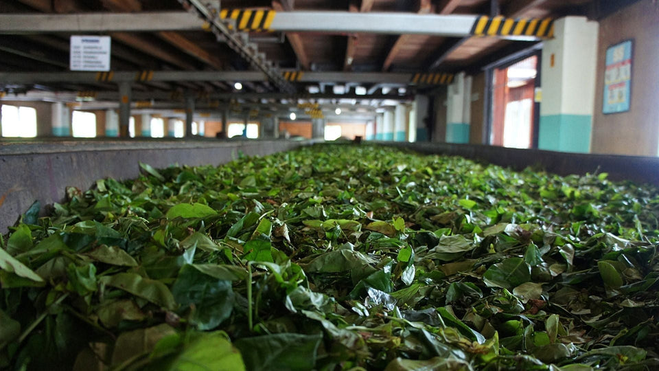 The Haiwan Tea Factory: Masterful Pu-Erh Artistry by Zou Bing Liang