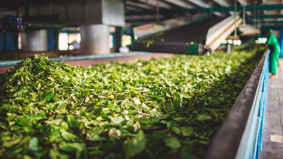 The Menghai Tea Factory