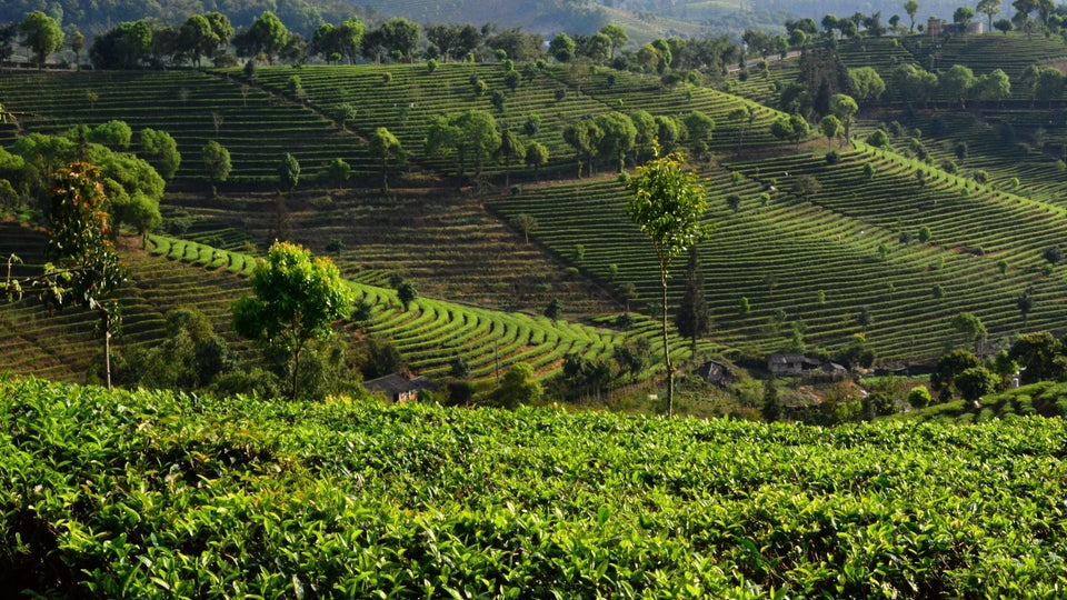 Yunnan Runxiu Tea Industry: Terroir, Tradition, and Authentic Pu-Erh from Yunnan