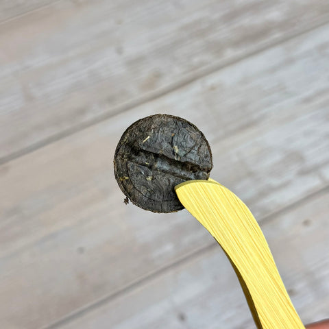 Shou Pu-erh „Jin Zi“ mit Reis, 2019, aus Yunnan