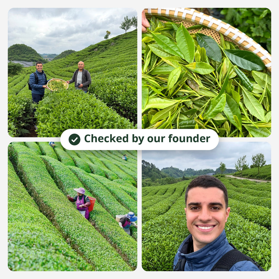 Arteamony founder with the tea farmer on the matcha farm: fresh leaves, harvest and tea fields – Checked by our founder (EN)